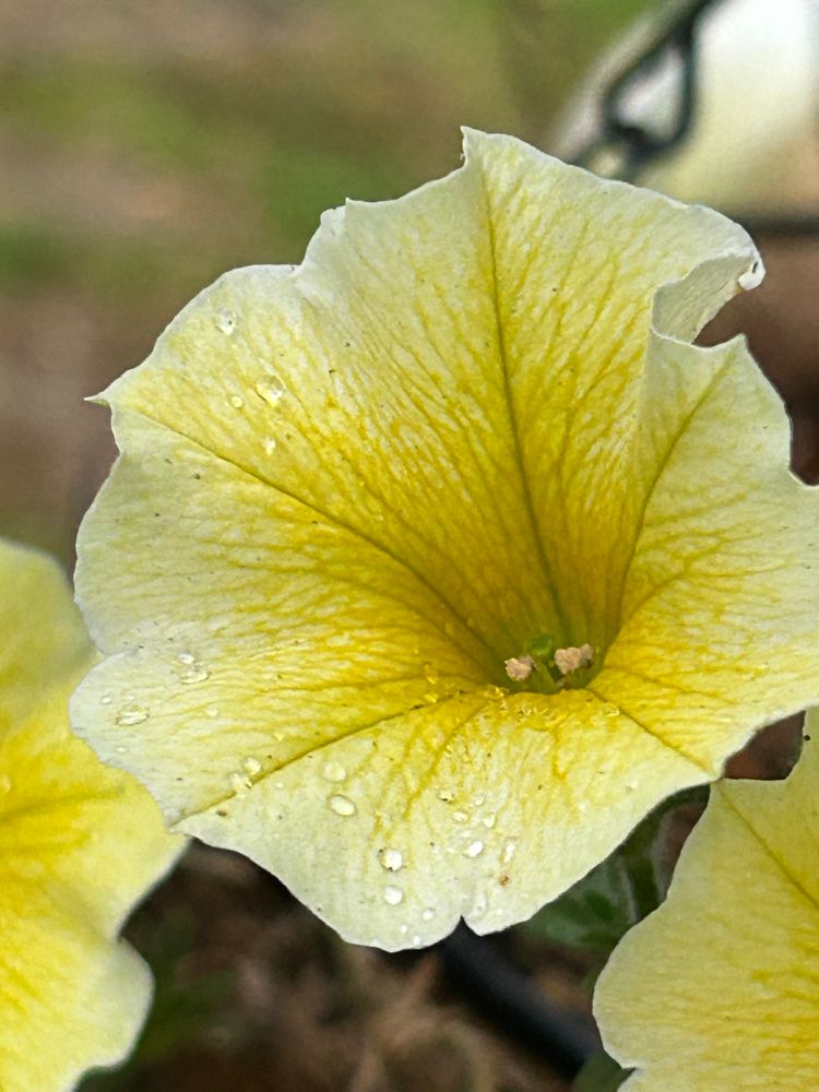 a yellow Petunia 
