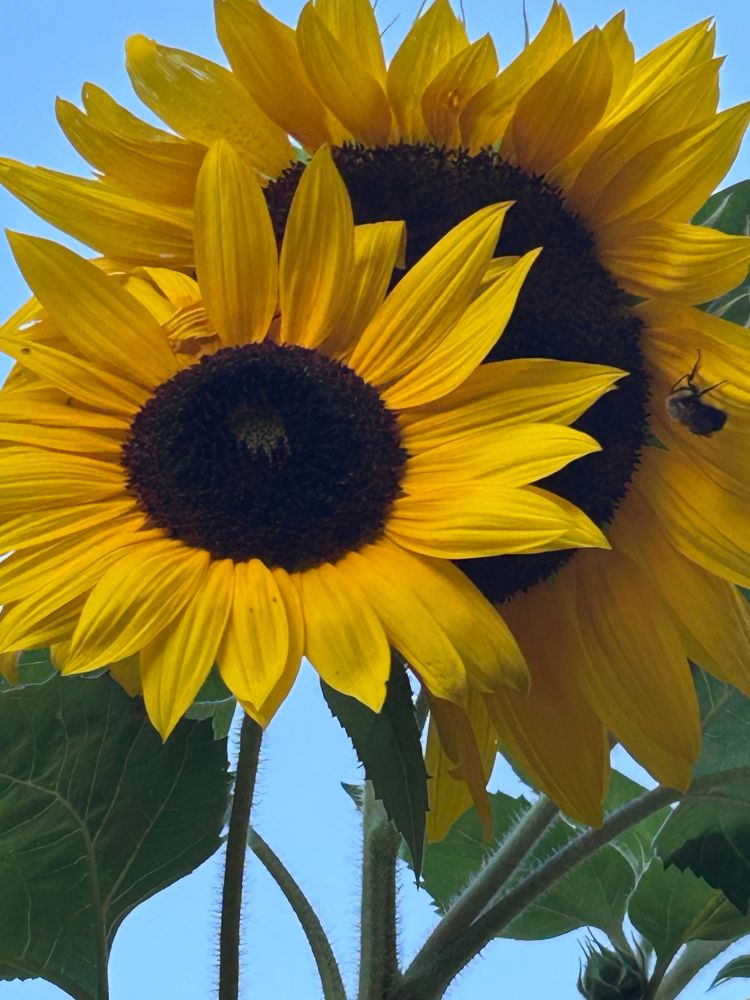 sunflowers 