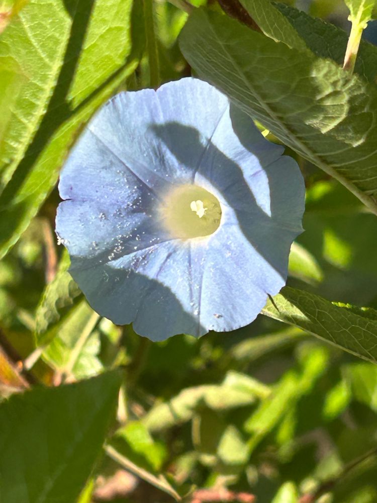 blue morning glory 