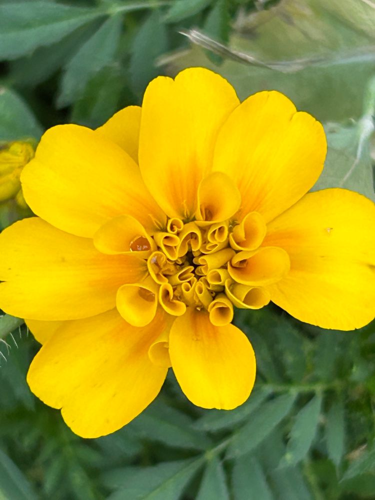 a marigold bloom not fully opened 