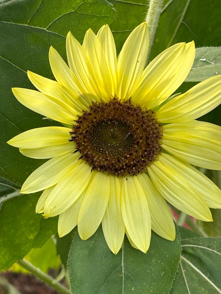 a yellow sunflower with a brown center 