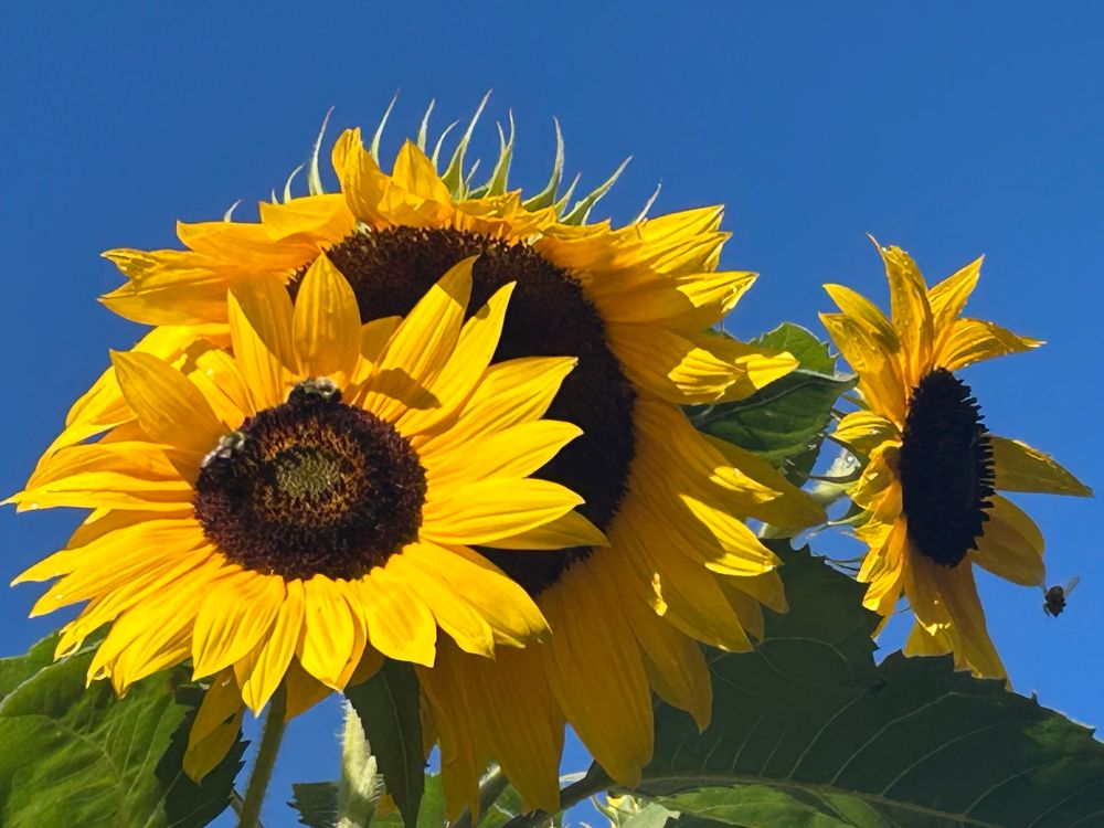 3 yellow sunflowers against a bright blue sky 