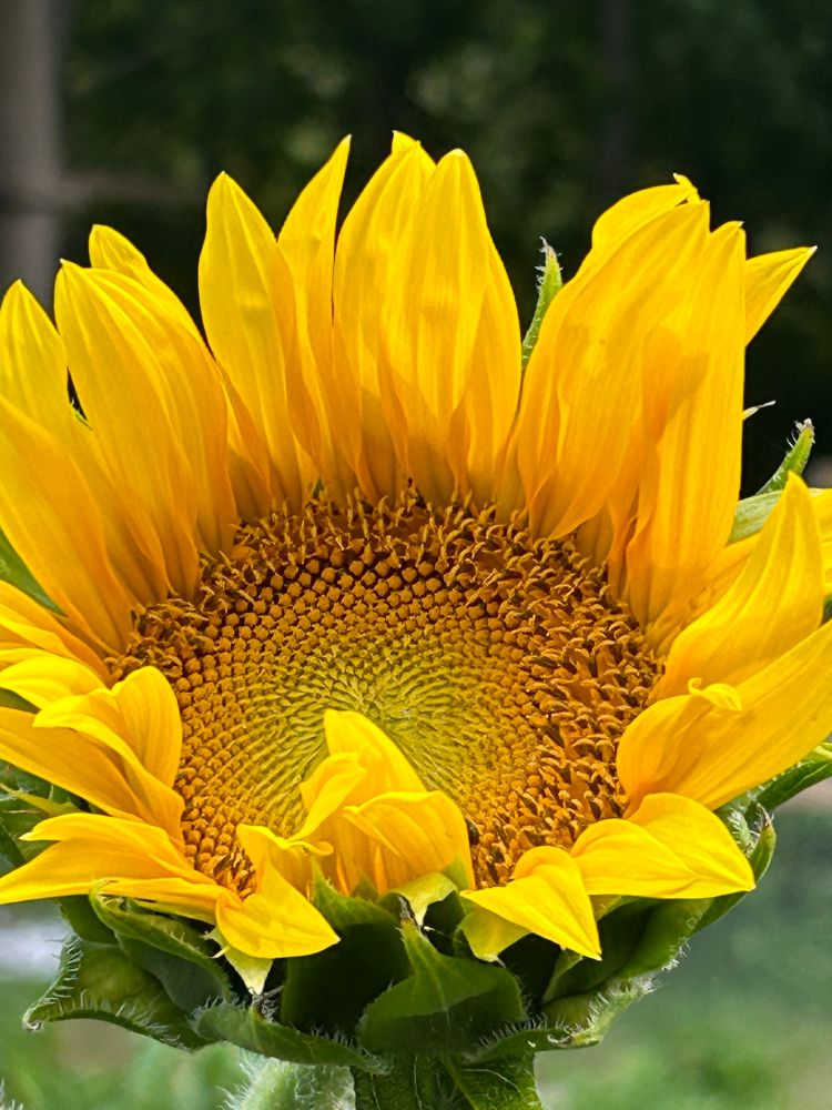 yellow sunflower 