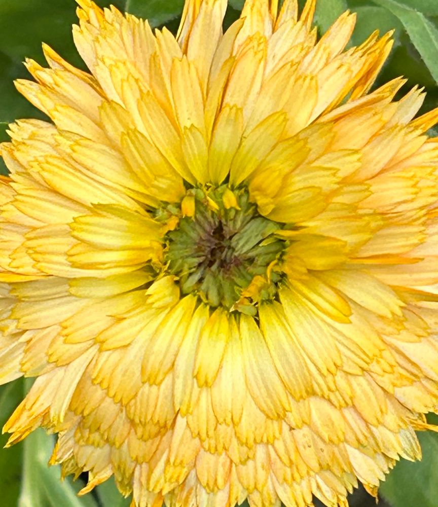 a yellow calendula bloom with a green center 