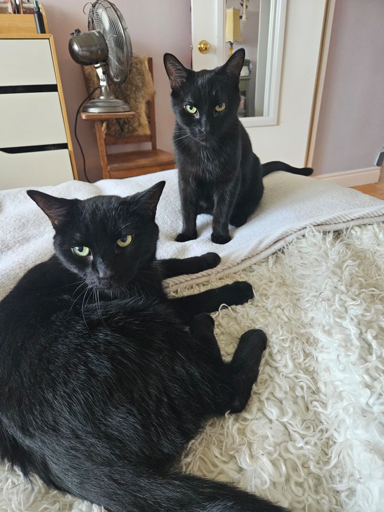 Two black cats with yellow eyes on a bed staring at the camera. One stands, leaning slightly forward, the other lies down mid-clean