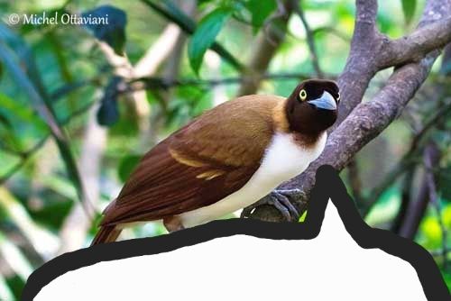 A female bird-of-paradise with a superimposed speech bubble meant to imply the quoted tweet was posted by said bird