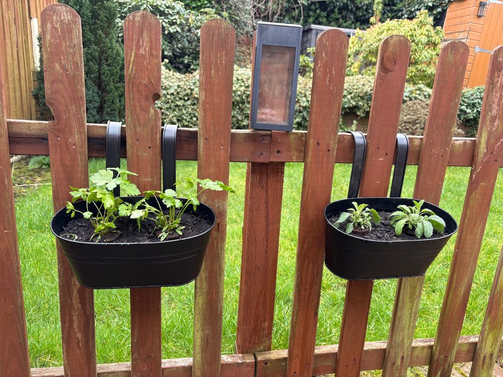 Parsley and sage hydroponic plants transplanted into hanging pots outside