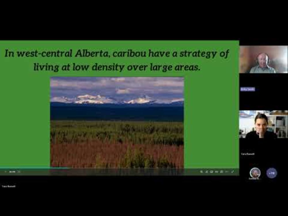 A Future for Alberta's Mountain Caribou - A Free Webinar