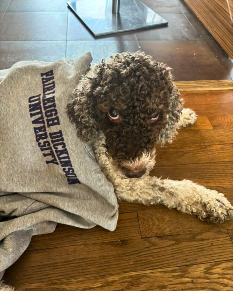 a dog looks up at the camera. an FDU hoodie rests on top of her. she sits on a hardwood floor.