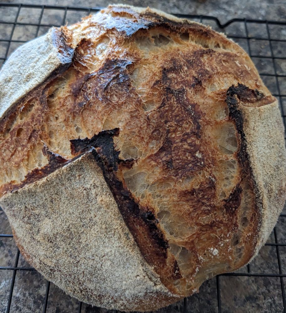 a delicious looking boule of sourdough bread hand baked by me, scored with a cross pattern and with what looks like a ridiculous rise