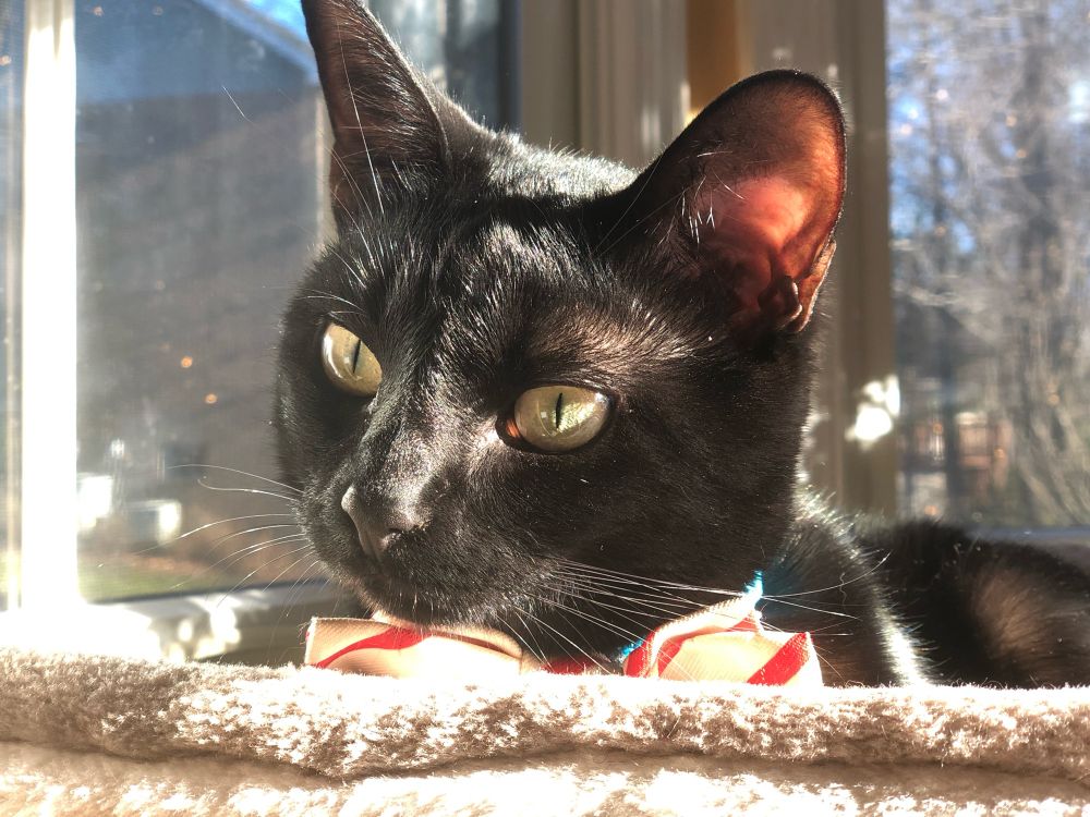 A black cat with light green eyes and a red and off-white striped collar with a bow-tie. He has a curious expression on his face, and is gazing at something that’s out of frame. His pupils are slim, as he is near a window with bright sunlight.