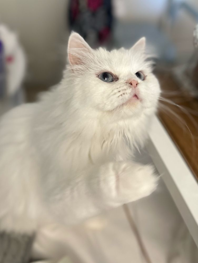 A white Persian cat with blue eyes and a pink nose. She’s sitting on a bed and is extending her front right paw to reach something that’s out of frame.