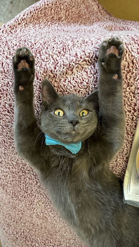 A very relaxed, floppy, and silly gray kitten. His green eyes are wide open, his belly is up, and both of his arms are stretched all the above his head. His lips are curled into a subtle smile. He is earring a blue bow-tie collar and it lying upside down on a mauve, fluffy blanket.