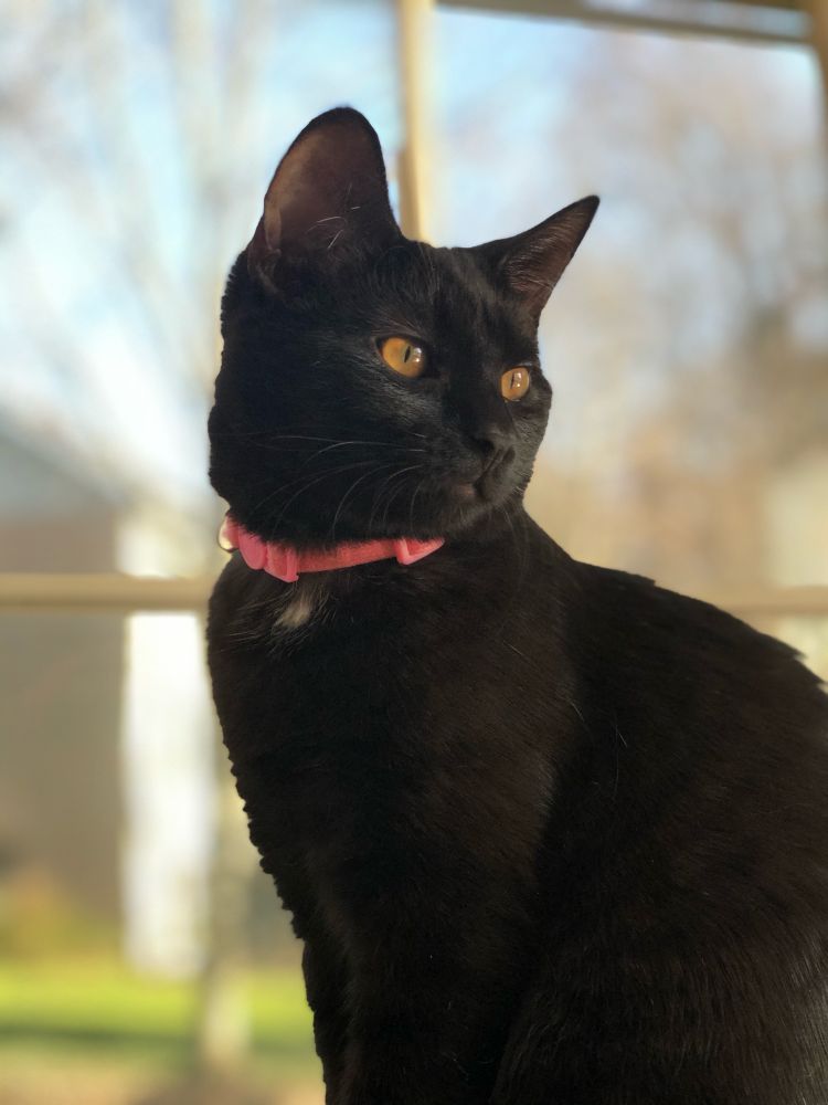 A black cat with honey colored eyes. She is wearing a bright pink collar. She is sitting in front of a window and looking into the distance at something out of frame. The picture was taken in portrait mode, so the background (a window) is out of focus.