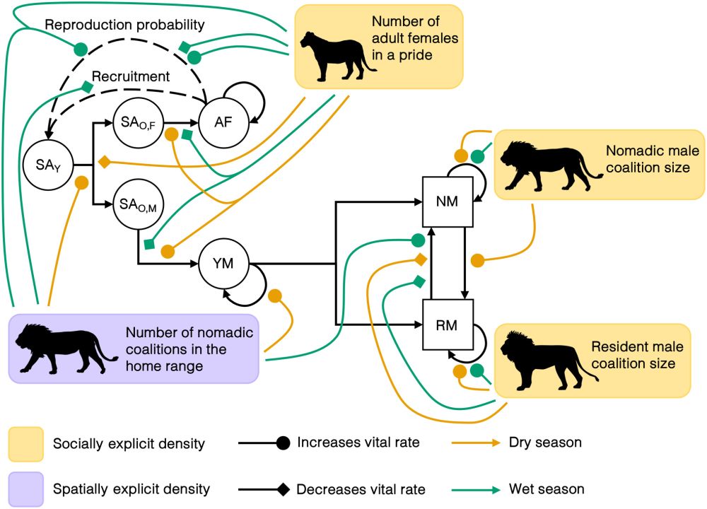 Multifaceted density dependence: Social structure and seasonality effects on Serengeti lion demography