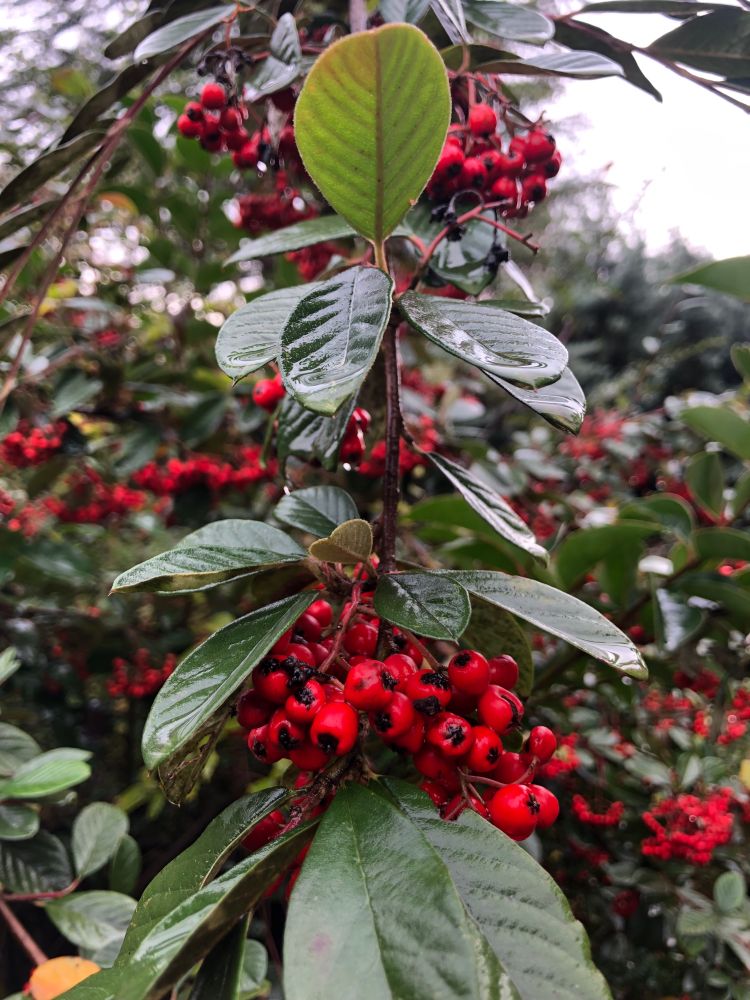 Baies rouges de Cotonéaster, feuilles vertes lors d’une matinée grise et pluvieuse  