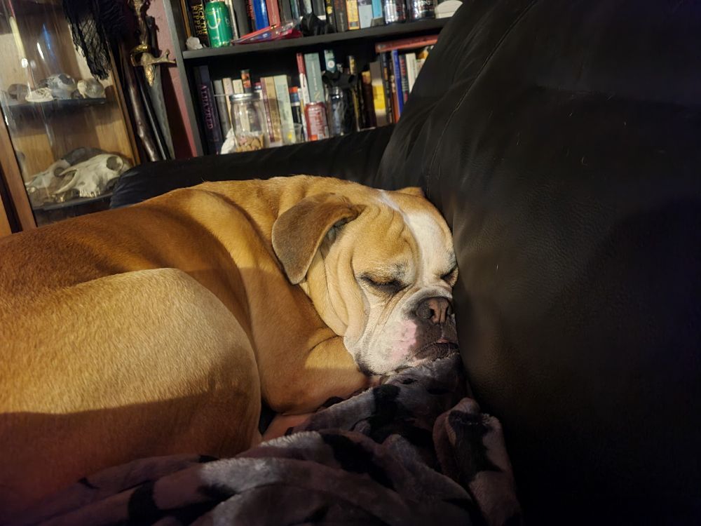 Landscape-oriented photo of a mostly tan Olde English Bulldogge curled up asleep with her face partially smashed into the back of a black couch. 