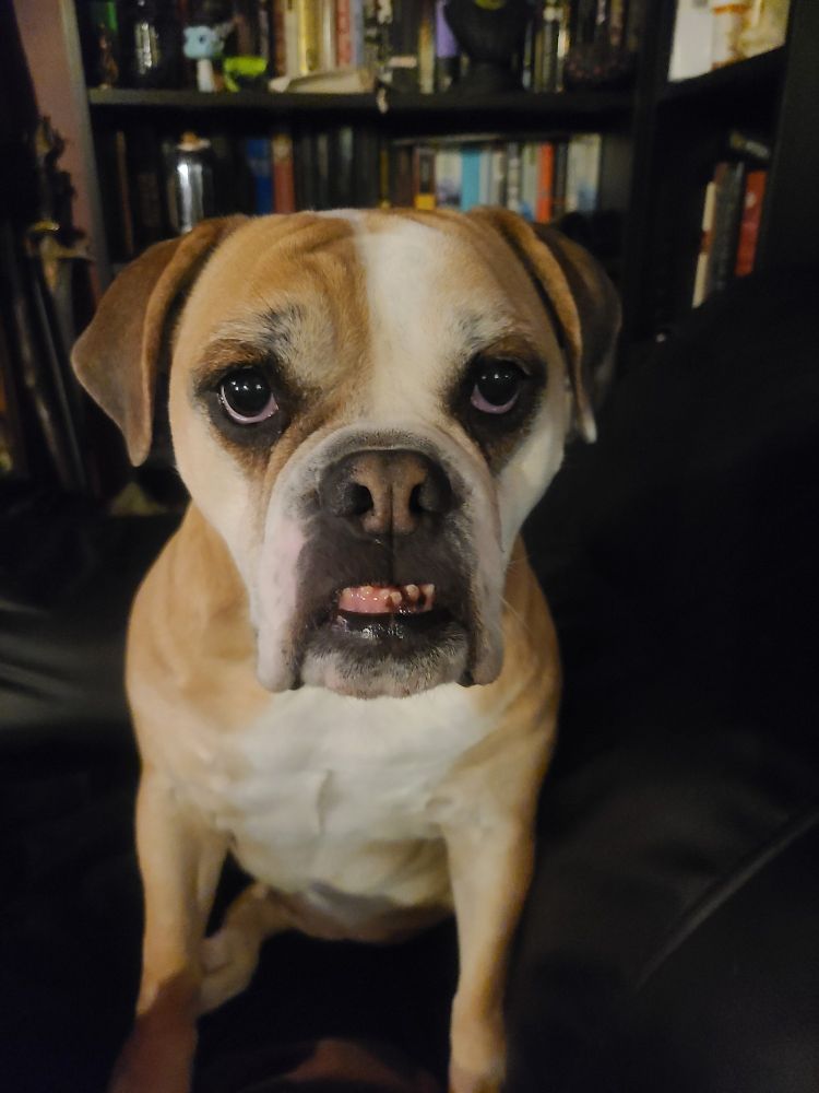 Olde English Bulldogge looking attentively just past the camera. She is fawn colored with a white blaze/mask on her face, chest, and stomach. Her eyes are ringed in black, as is her nose and mouth. Her underbite is causing her lower teeth to stick out from her closed mouth. 
