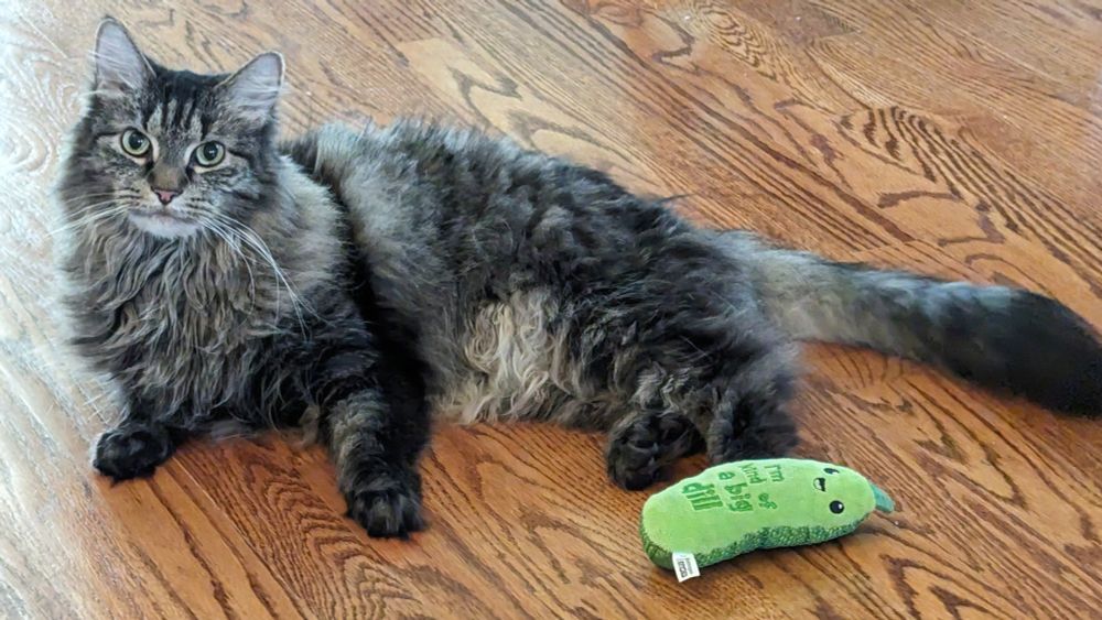 Izzy a longhaired cat lays on a hardwood floor next to a catnip pickle