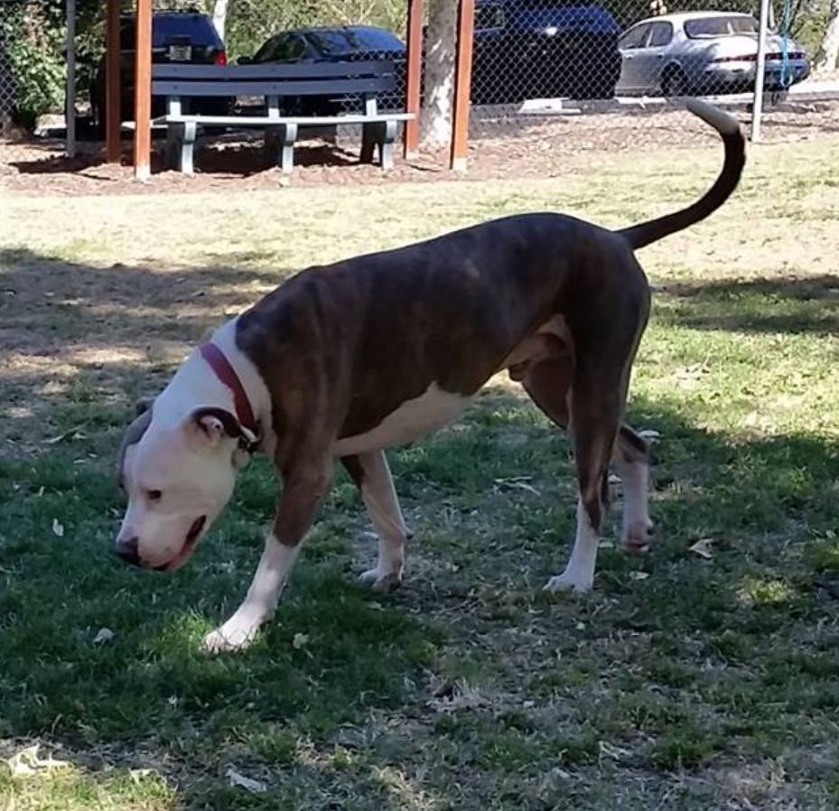 A dog in profile at a fenced in grassy dog park with a bench in the back. At the forefront is a dog sniffing grass. Mostly white head and mostly brown body with white belly and legs. Large but not huge. Thin tail curling upward. His head is quite large on his body and mostly white fur. His mouth is open and he looks like he's grinning. 