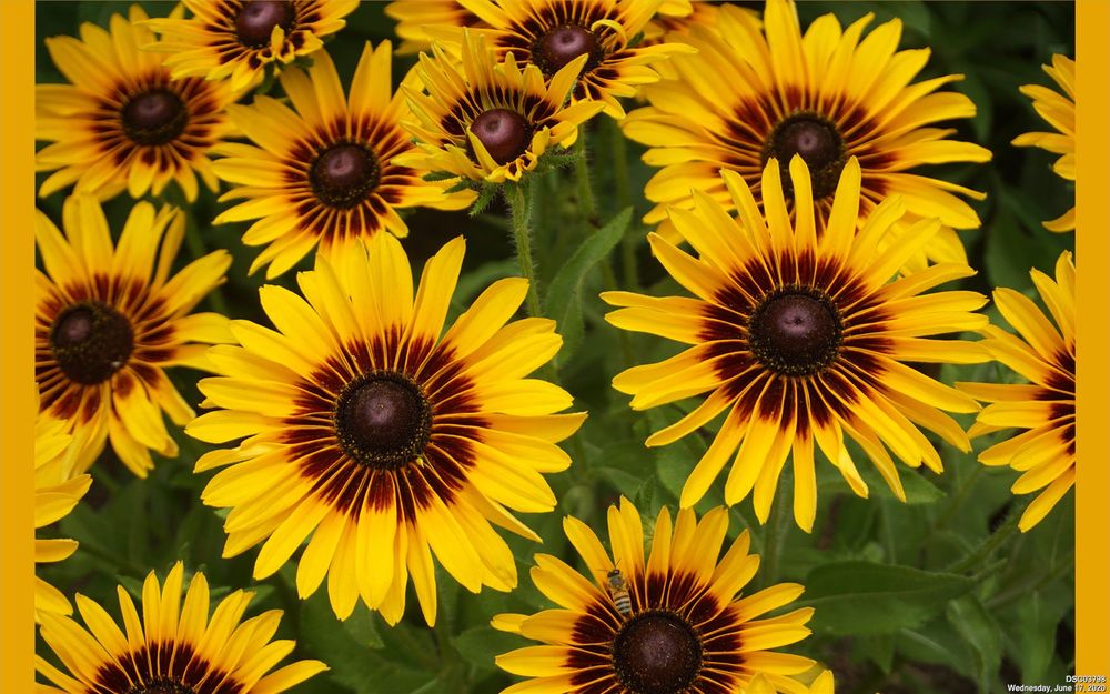 Close up photo of dozens of bright yellow flowers with thin petals spread out in a circle with dark brown edges at the center and the core made of soft dark brown seeds. Beneath the sprawl of petals lies the green petals nearer the ground. 