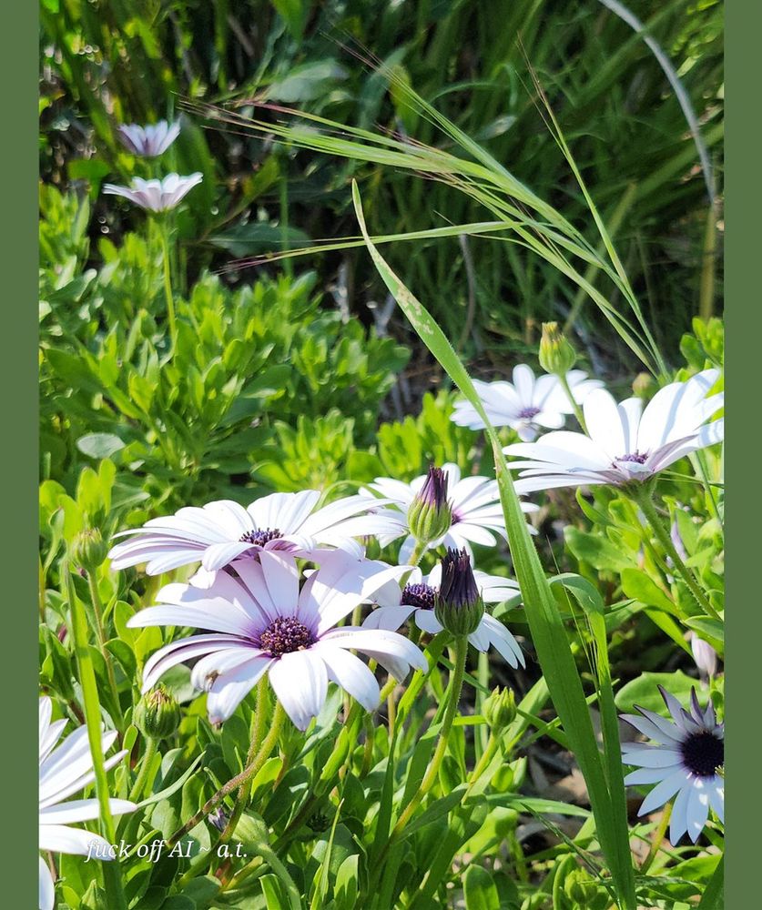 Tall photo with green bars on left and right side. Close up photo of a half dozen pale lavendar flowers with thin petals that bloom out and curve at their tips. Purple centers. Surrounded by longer grasses near the edges of the photo. 