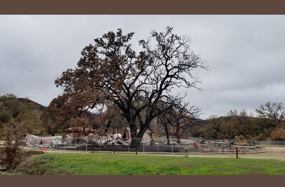 Wide photo of hills and ridges located within the Santa Monica Mountains of California. Cloudy gray sky. In front is a strip of new grass only just growing back after a massive wildfire, while the hills in the background and a large, old oak tree are all black husks with dead brown leaves clinging to their tips and dead grass and bushes covering the darkly singed hills surrounding the space. A fence surrounds the burned out trunks of large dead trees and where there used to be a standing outdoor filming set filled with a dozen wooden western town structures there is now only burnt remains and faint hints of twisted metal.