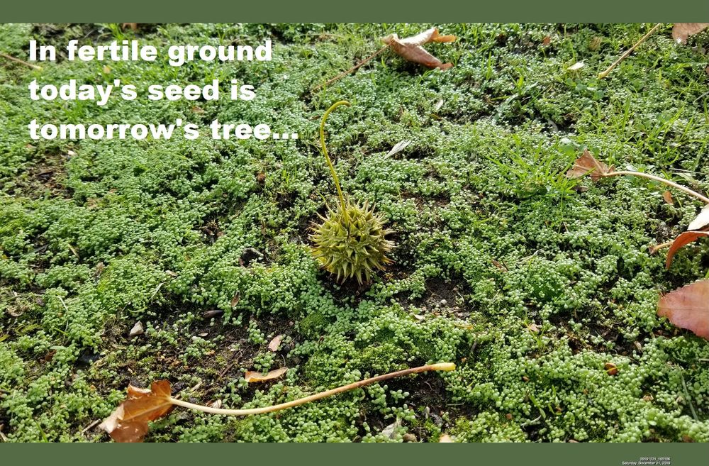 Photo of the ground, a close-up of a flat area that is covered in small shoots of green plants. There are a handful of brown leaves fallen from trees scattered about. At the center of the image is a spiky seed pod that has dropped to the ground and lays nestled among the green shoots around it. Upper left corner in white text: "In fertile ground today's seed is tomorrow's tree..." 