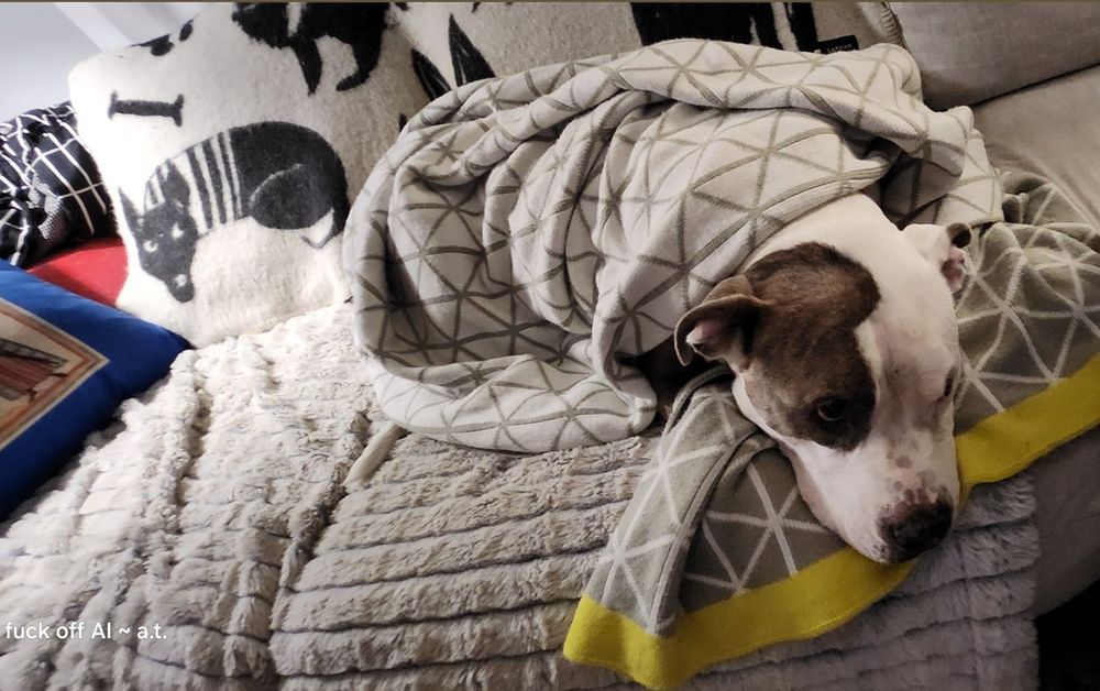 Widescreen photo of a biggish dog (65 pounds) curled up on a soft light gray couch. A blanket covers the back of the couch with simplistic graphite black depictions of dogs in various poses and sizes. He has been wrapped up in a gray and white blanket with a triangle pattern on it. Only his big ol' head is sticking out, with one eye and ear covered by a big brown patch of fur and the rest white. He has some scattered brown spots that look like big freckles near his dark nose. Would be mistaken for a "pitbull type" with his big bowling ball of a head and big nose, but he has a gentle, relaxed expression. 