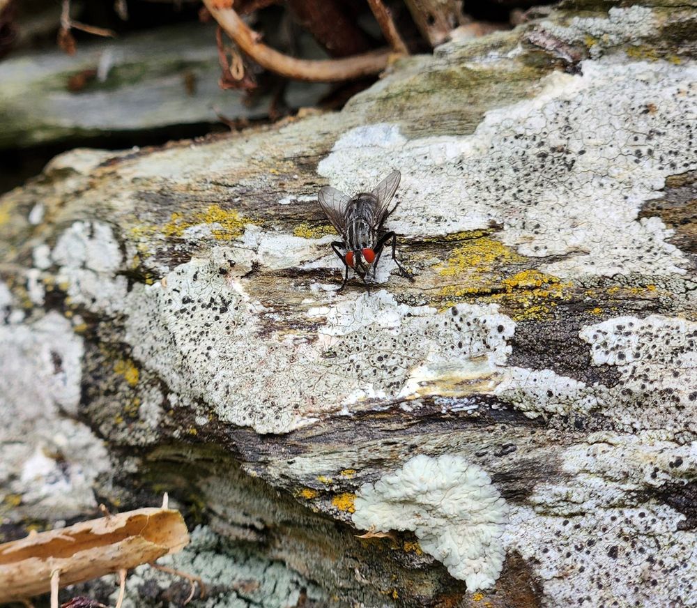 Close shot (but not close enough to be macro) of a black and white striped fly with red eyes sitting on a pale moss covered rock studiously cleaning its front legs.