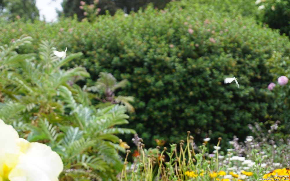 Wide photo of a garden with flowers and bushes. Lower left corner shows half a white and yellow flower. Above the flower is a tiny white petal-like shape that almost looks like a tiny long necked goose flying away from the flower. On the right side of the photo is another tiny white shape that looks almost like a thin human with narrow wings at its back fluttering away from the flower.