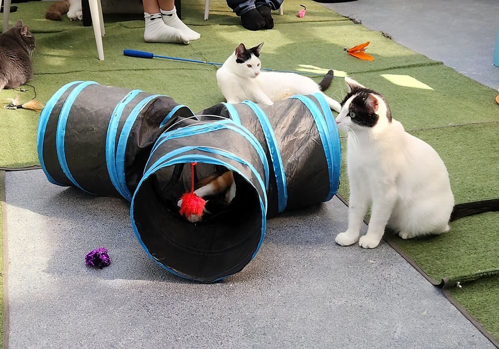Photo of a couple of cats on fake grass carpet with hints of people sitting in chairs wearing only socks in the background. Foreground has a round play tunnel for cats with three exits. To the right of the tunnel is a mostly white cat with black patches on its face and ears. The cat is sitting erect with stiff front paws and butt resting behind it. Its eyes are wide and staring off into the distance, as if it might be in some kind of zen or drugged state. (But that's just a visual impression; the cat is simply watching something off screen, likely another cat or a human dangling a toy.) 