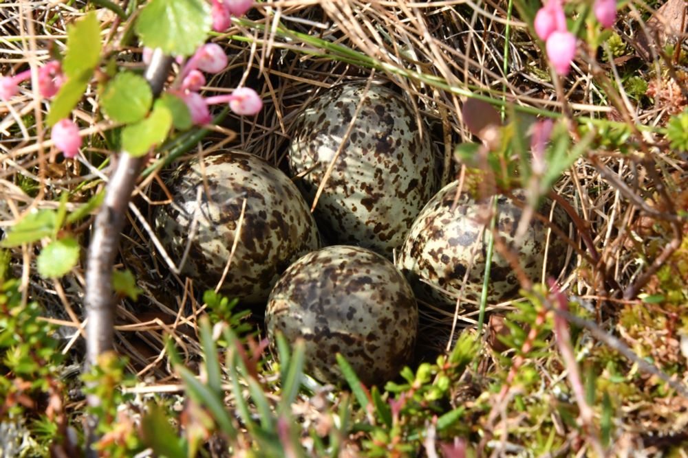 Nest of Ruff