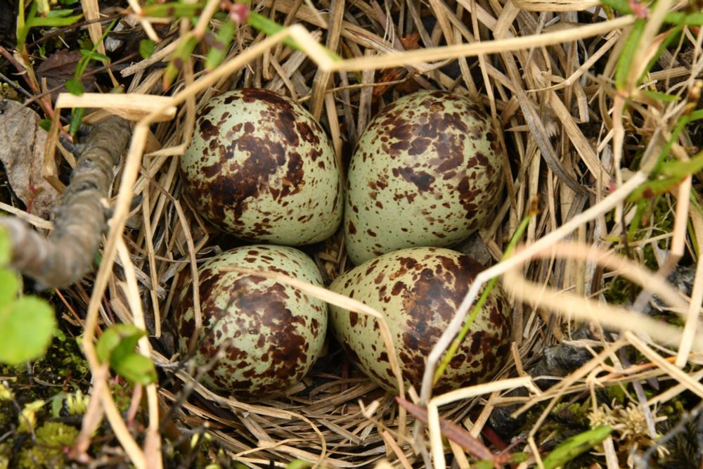 Nest of Wood Sandpiper