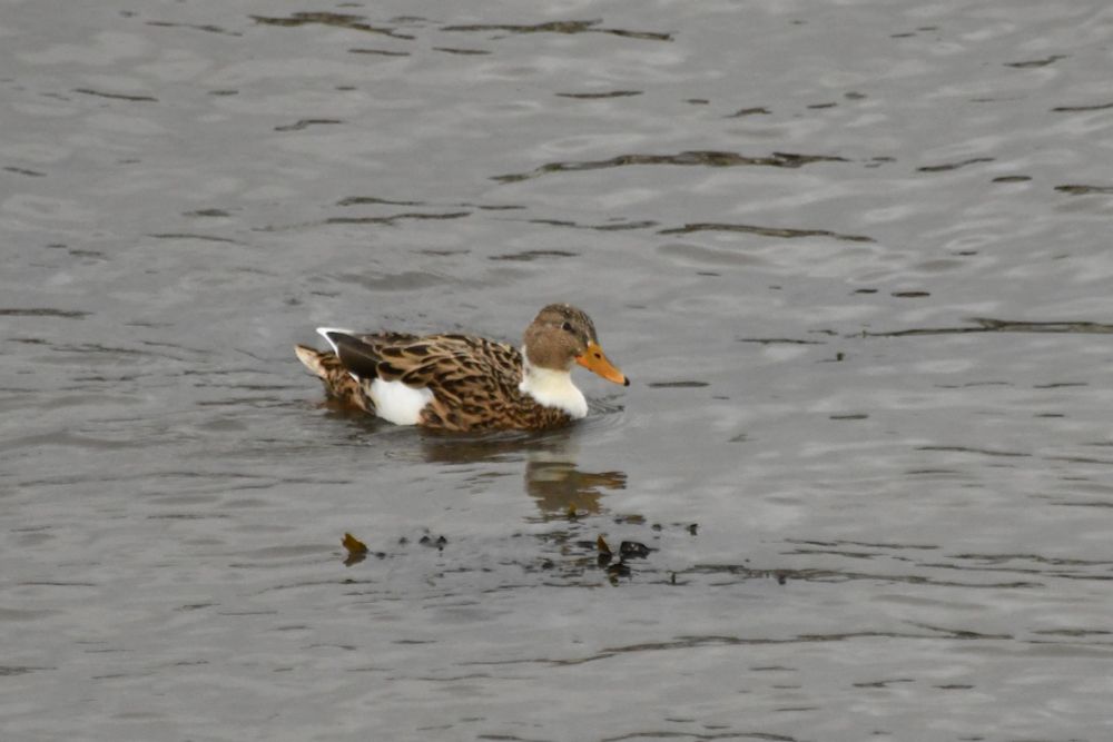 Leucistic Mallard