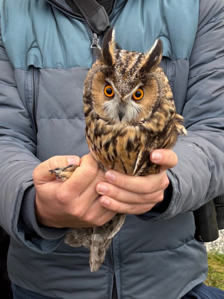 Long-eared Owl