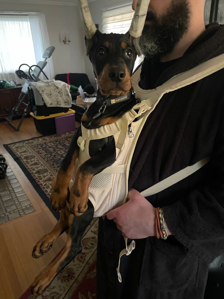 Clemenza, the tiny baby Doberman puppy, is chilling face forward in a front pack for puppies, with his legs danglin’. 