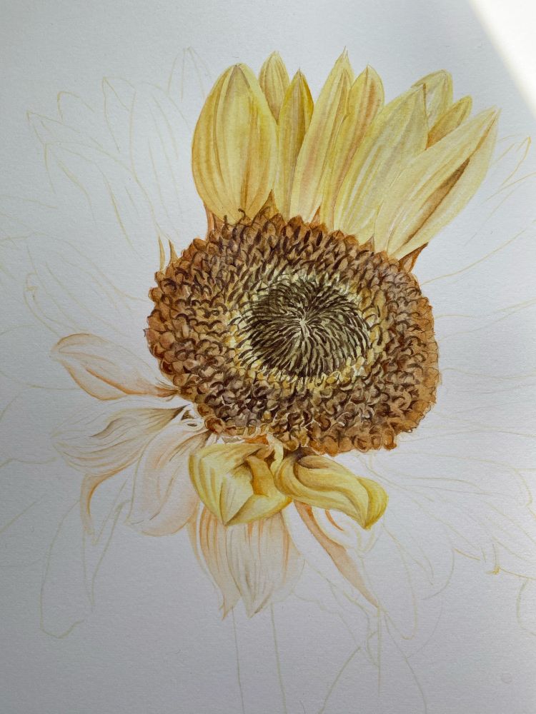 A partially painted sunflower. The centre and some yellow petals have been painted, the remaining petals are unpainted or partially painted. 