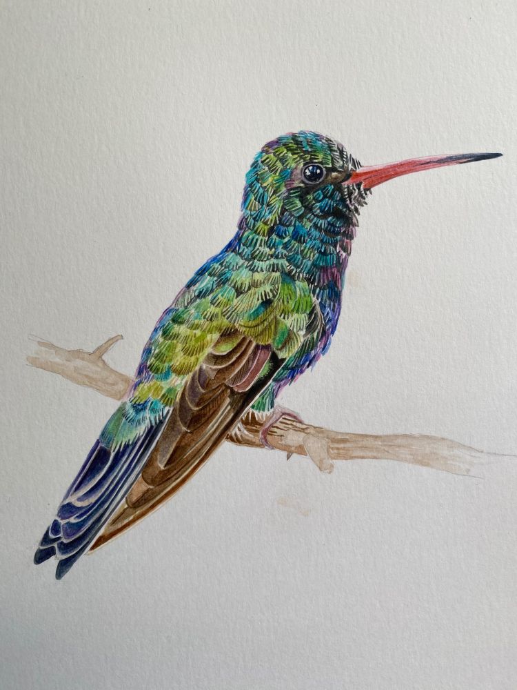 Unfinished watercolour painting of a hummingbird sitting on a branch looking to the viewer’s right. It has a red beak and iridescent plumage