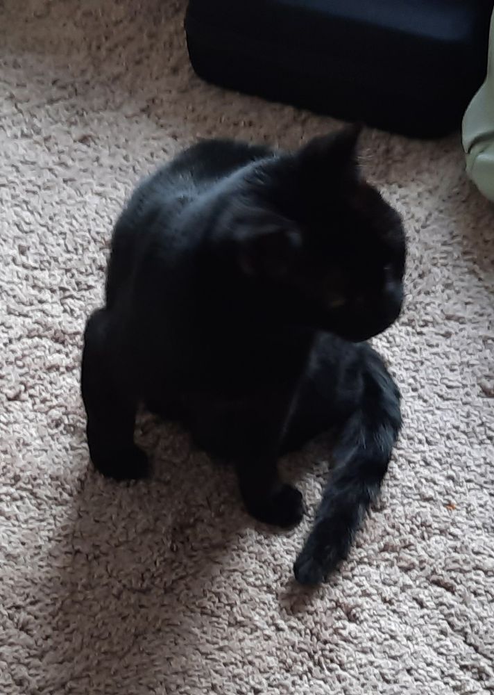 Little black cat in funky leg position looking right