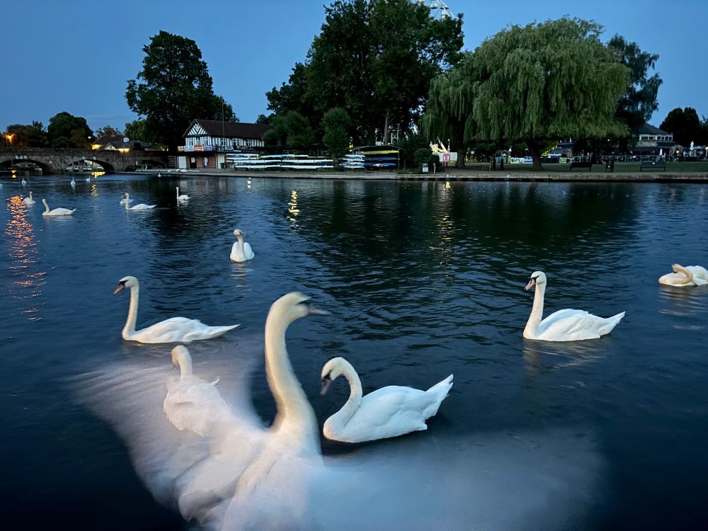 A photo of swans on the Avon with one in the foreground spreading its wings 