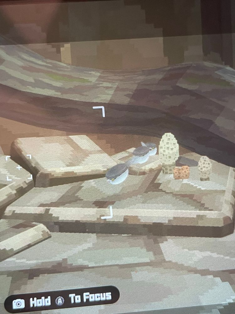 A photograph of the, well, photograph minigame in Dave the Diver, showing three Arandaspis fish swimming out from under a roof over some rocks in a line.