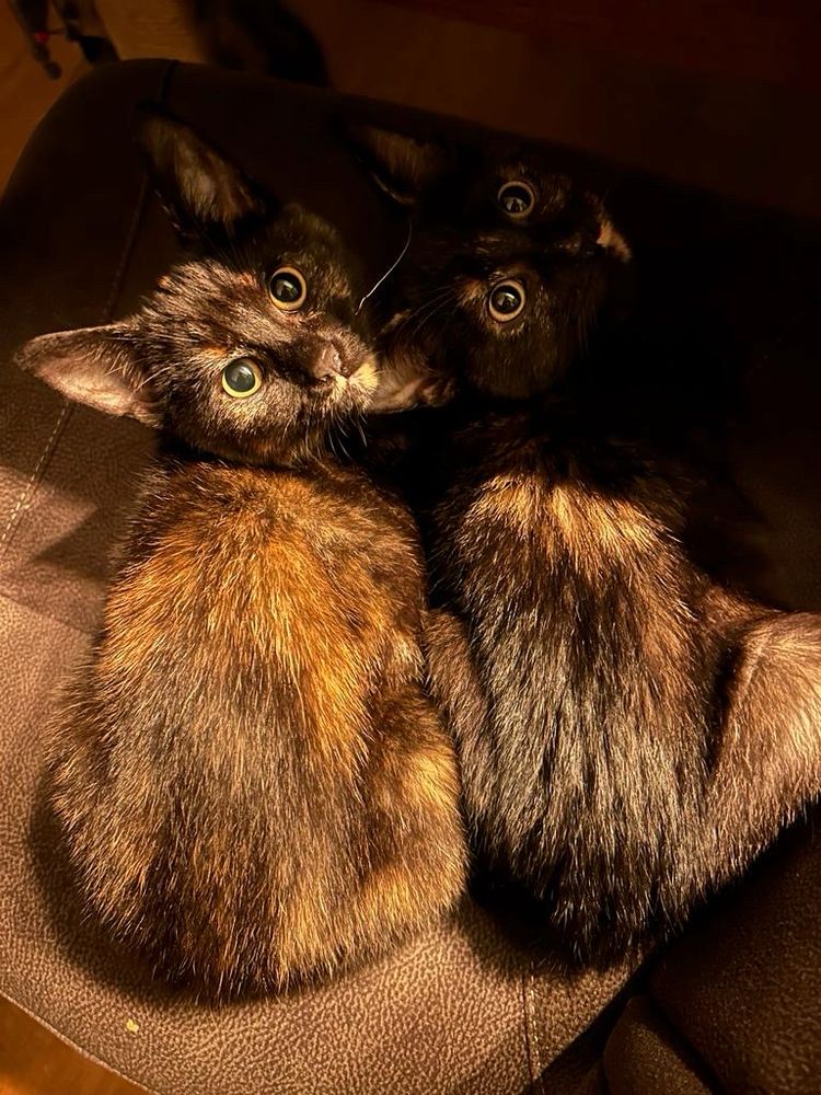 two tortoise kittens laying together on a chair with big eyes