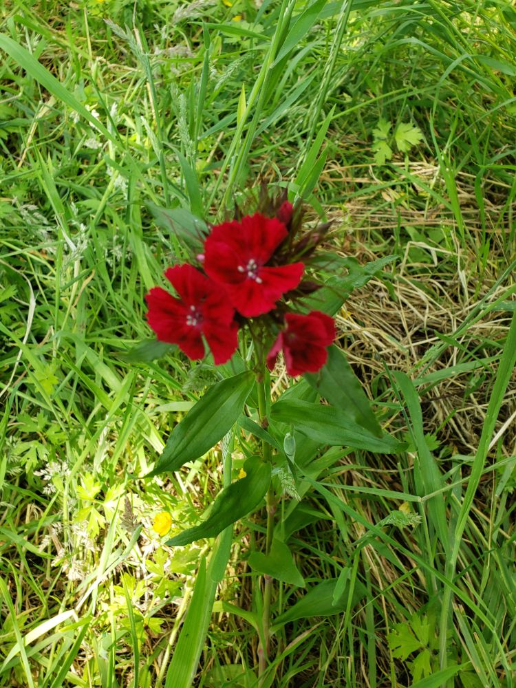 Red Dianthus flower - Sweet William.