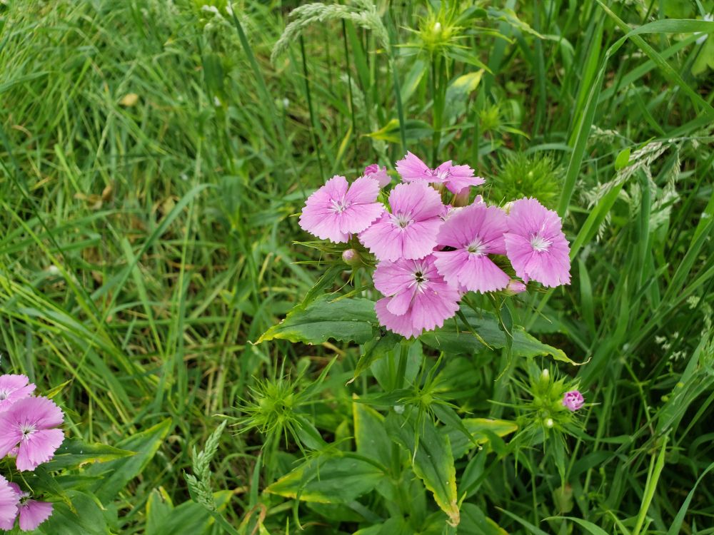 Pink Dianthus flower.