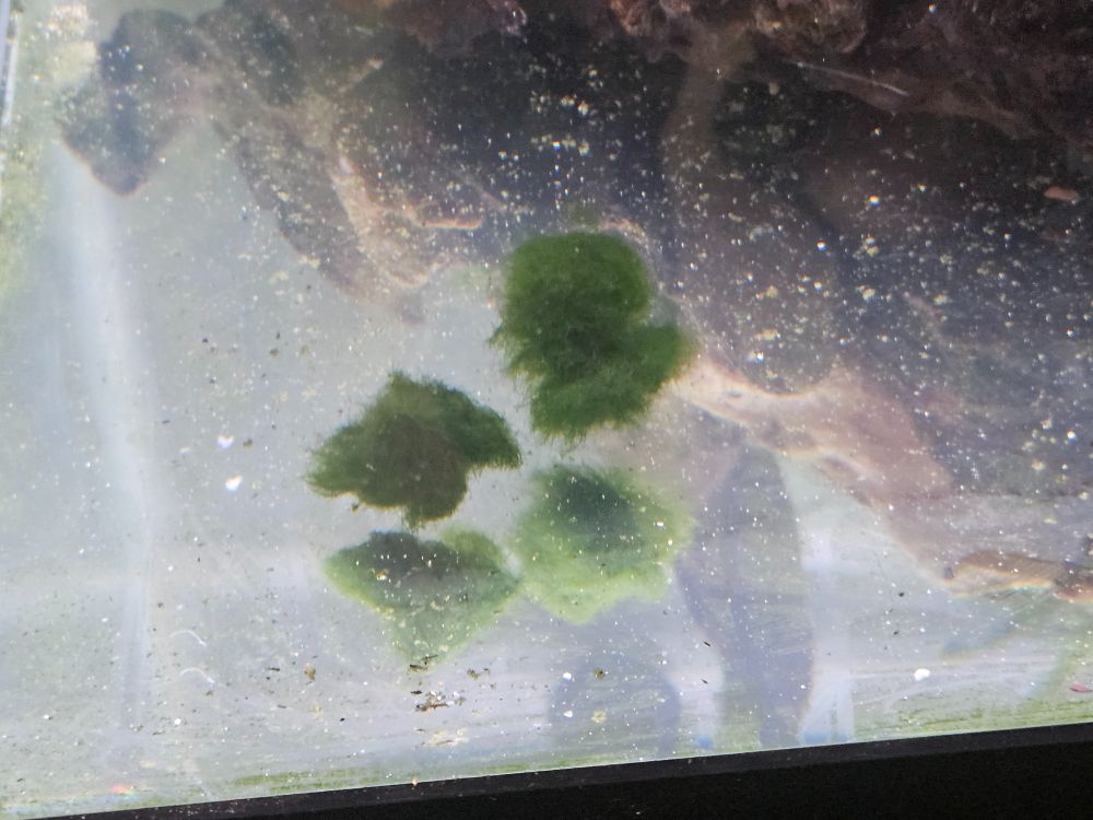 Picture of marimo moss balls, a sort of algea 
