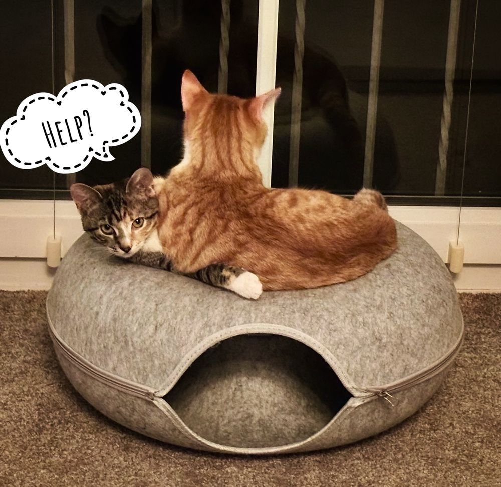 Auf grauen Teppich vor einem bodentiefen Fenster sind zwei Katzen auf einer runden Sitzfläche wie ein Donut, mit einer Öffnung vorne, so dass man in diesen „Donut“ rein kann. Kater (orange) liegt auf Katze (grau, mit halbseitig rotem Fell). Über der Statue eine Sprechblase mit „Help?“