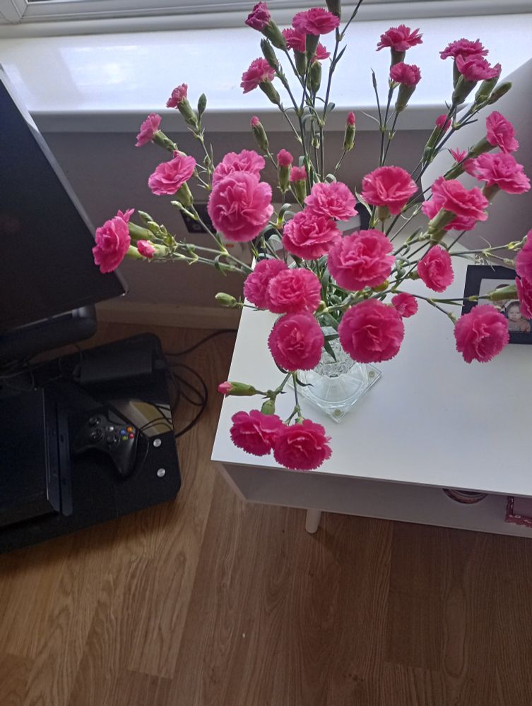 A vase of deep pink carnations.