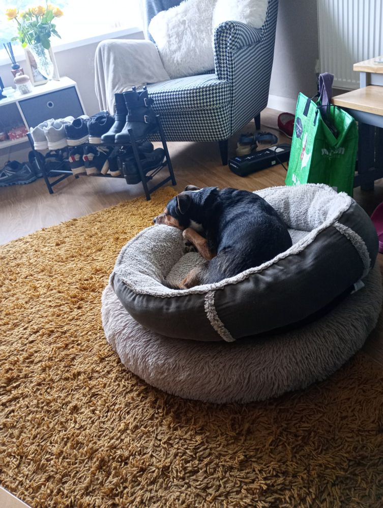 Dog sat in two beds, one atop the other.