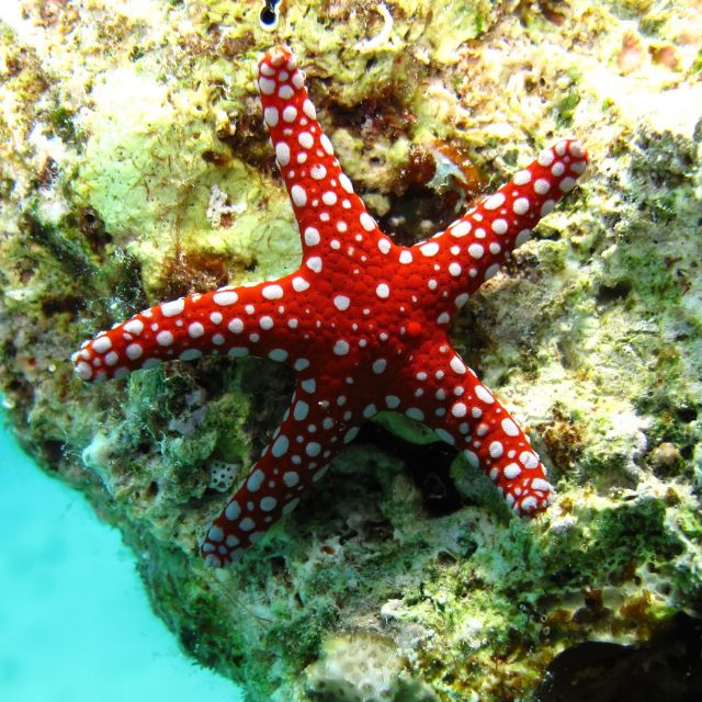 Red starfish with white spots, clinging to a coral reef under water